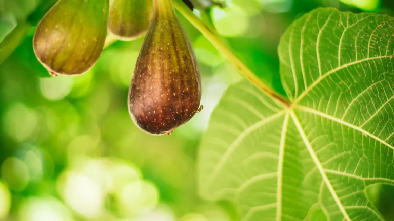 Figuier en pot : 9 gestes essentiels pour récolter des figues sur son balcon