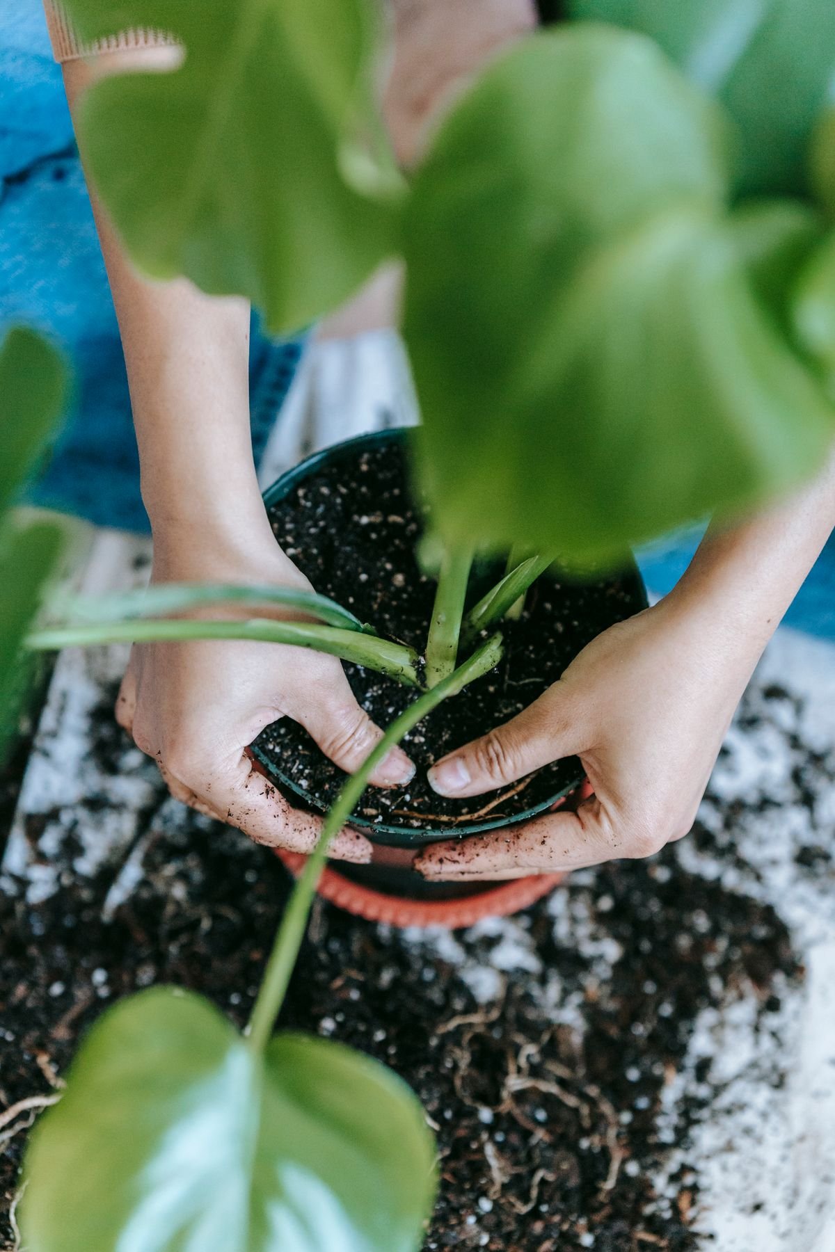 Rempotage d'une jeune plante, geste de débutant