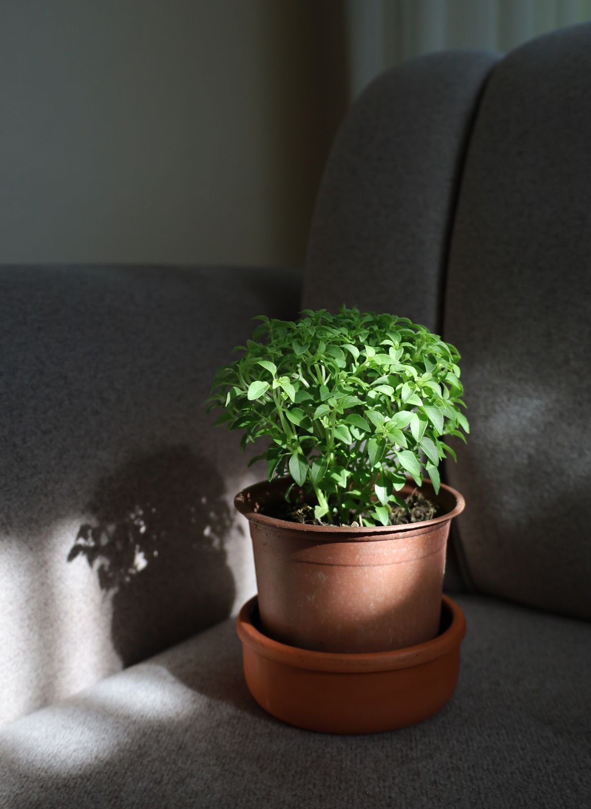 Herbe aromatique en pot