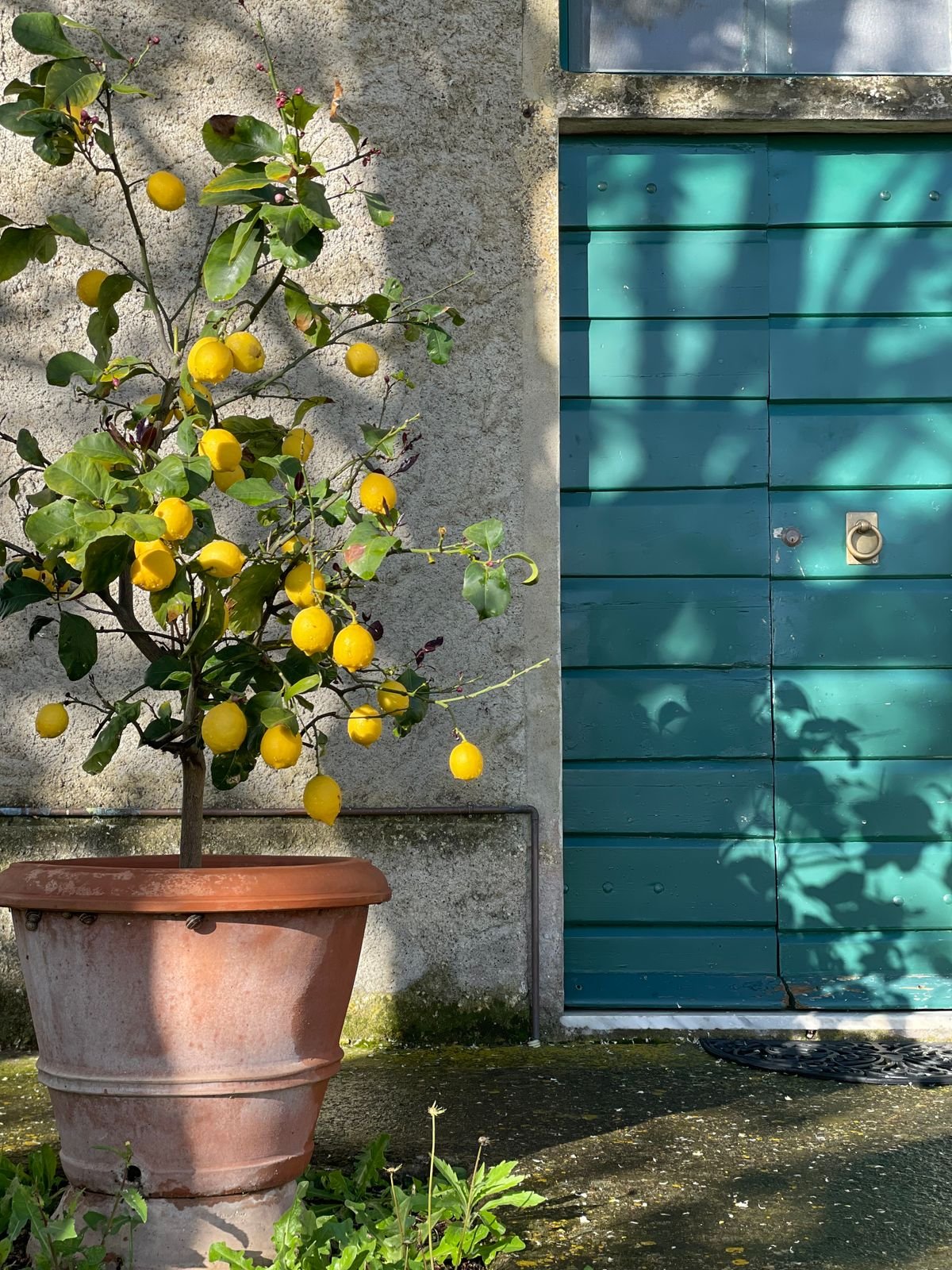 Citronnier en pot chargé de fruits