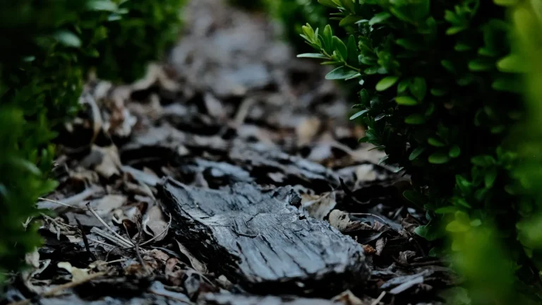 Paillage des pots : 6 solutions efficaces contre la chaleur et l&rsquo;évaporation