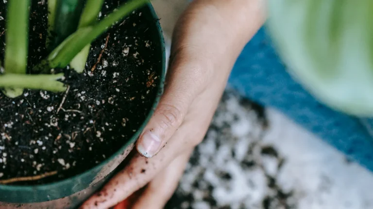 Substrat drainant : la recette qui sauve vos plantes méditerranéennes en pot