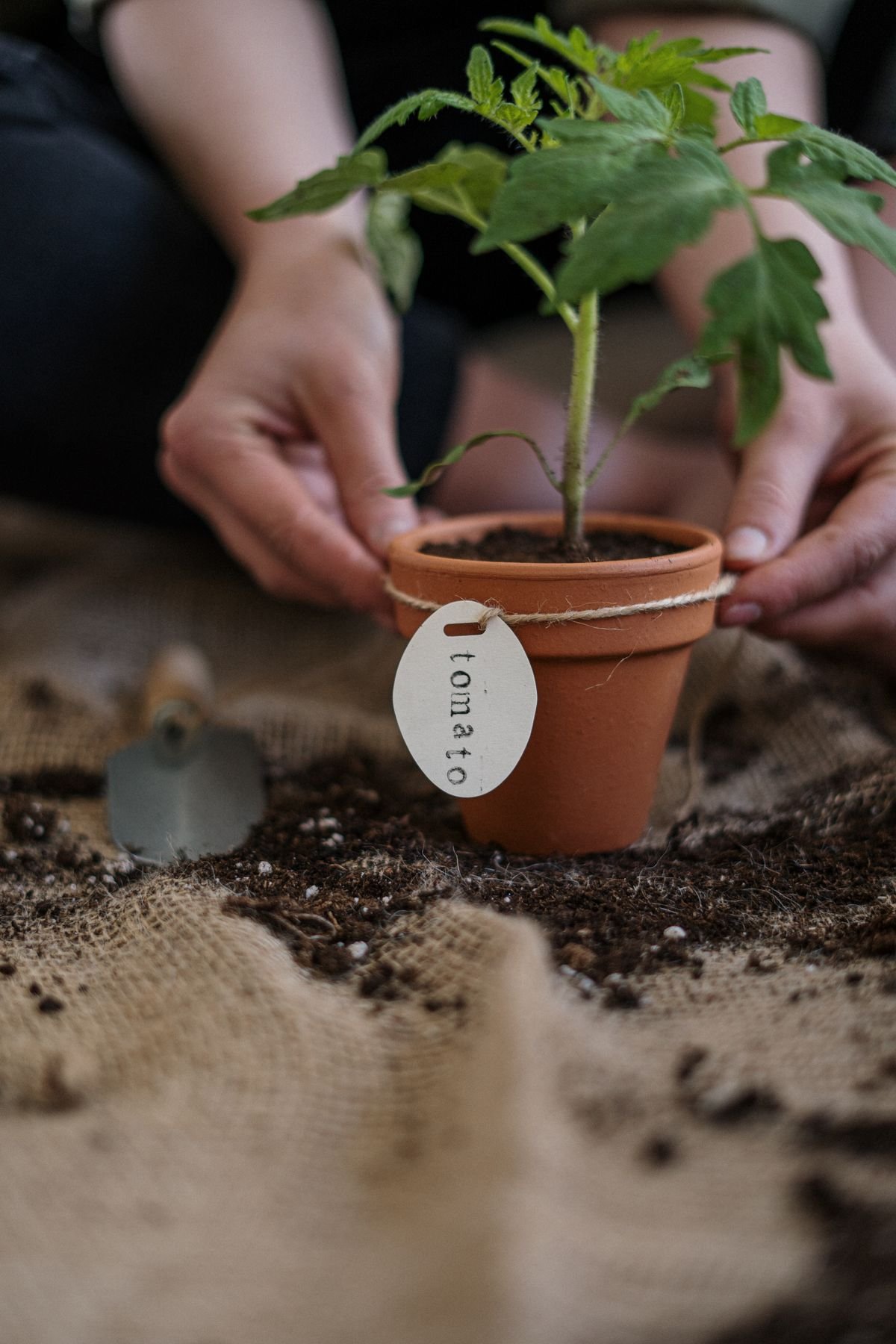 Plant de tomate en pot
