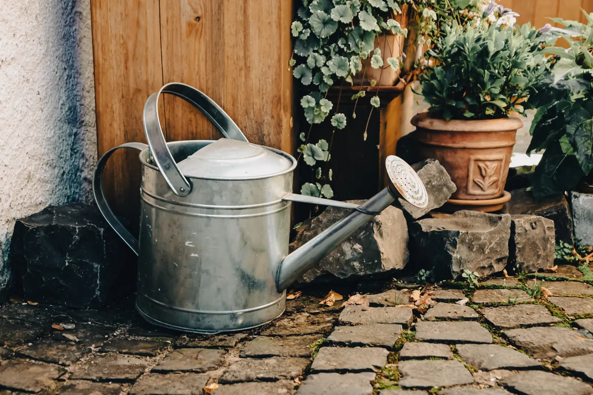 Arrosoir posé près de plantes en pot