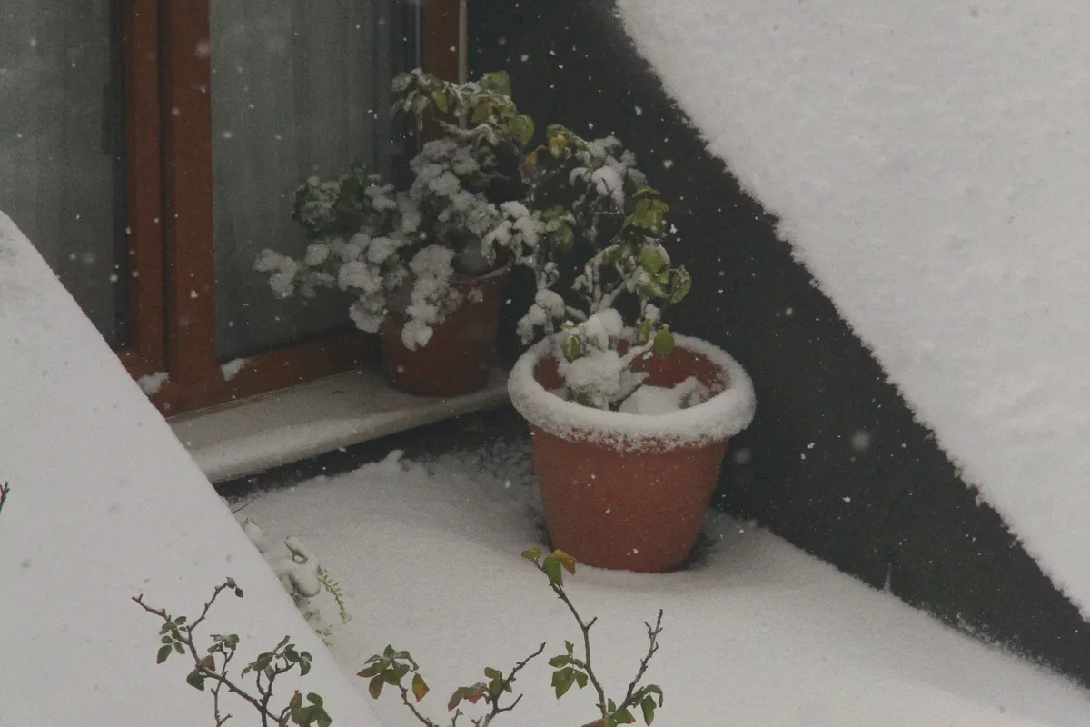 Plantes en pot sur un balcon sous la neige