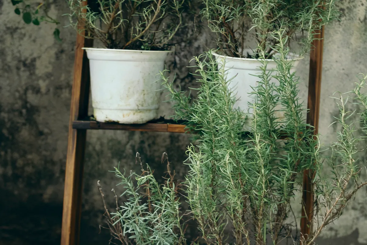Pieds de romarin cultivés en pots