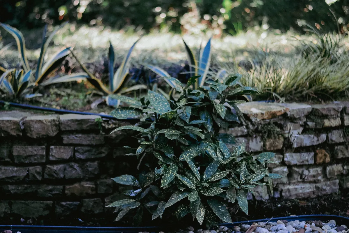 Paillage de galets clairs autour de plantes dans un coin de jardin méditerranéen