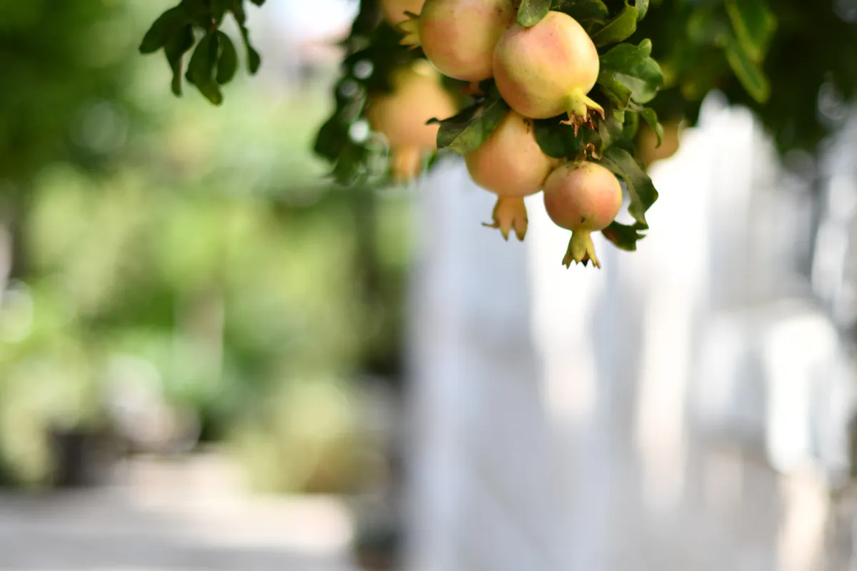 Grenades mûres accrochées à l'arbre