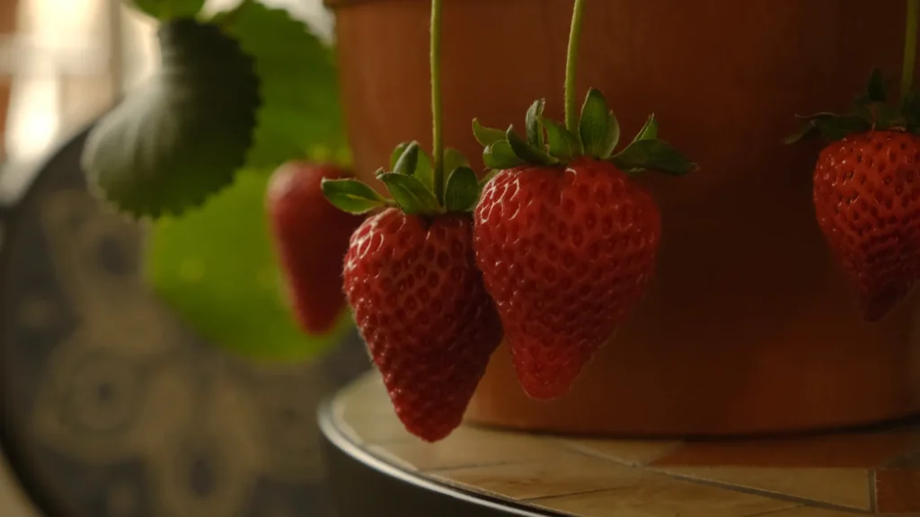 Fraises mûres retombant sur le bord d'un pot