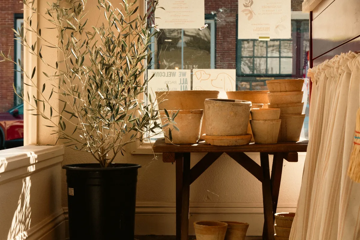 Oliviers en pots alignés dans un coin de boutique de plantes