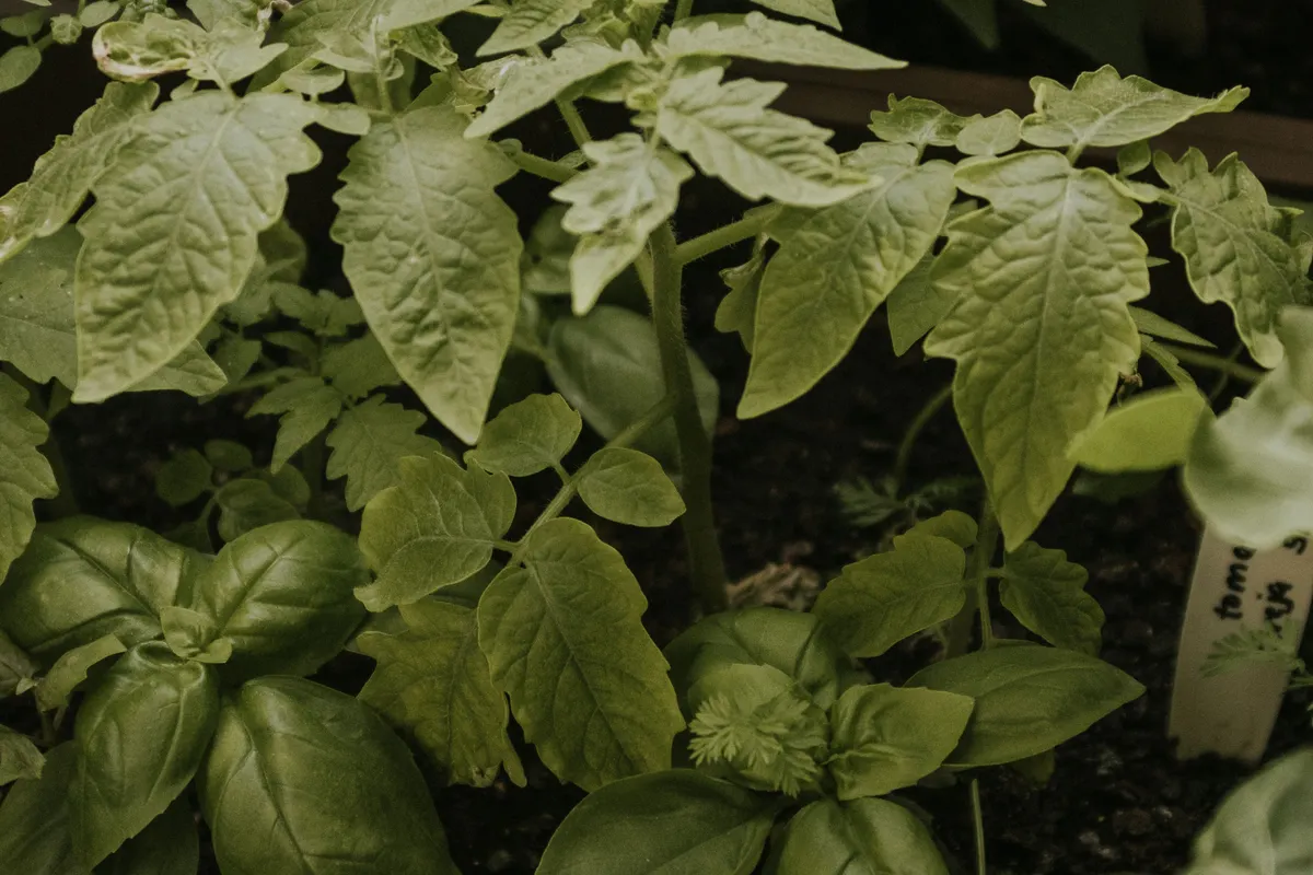Plants de tomates et de basilic dans un potager en pleine végétation