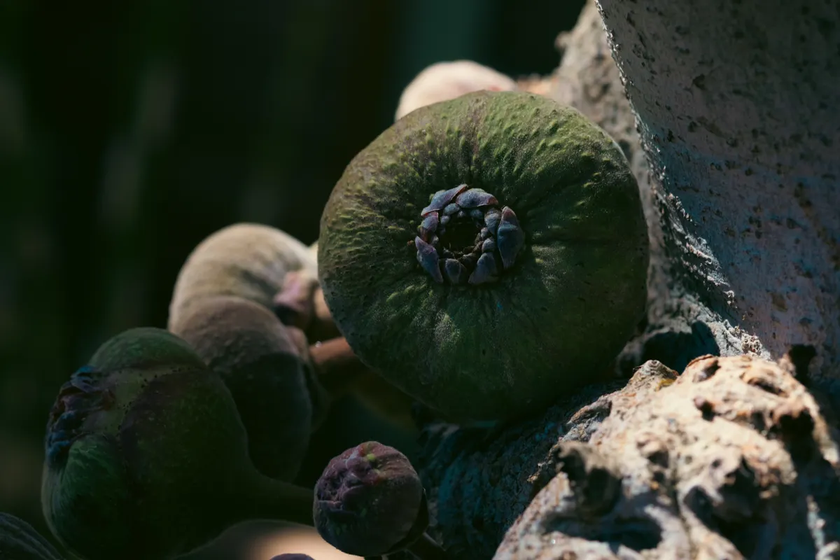 Figues sur une branche dans une lumière rasante