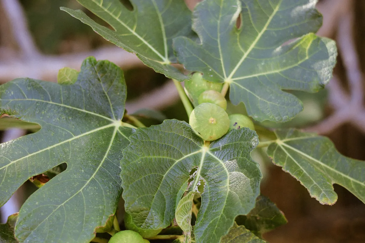 Figues encore vertes sur une branche de figuier au feuillage dense