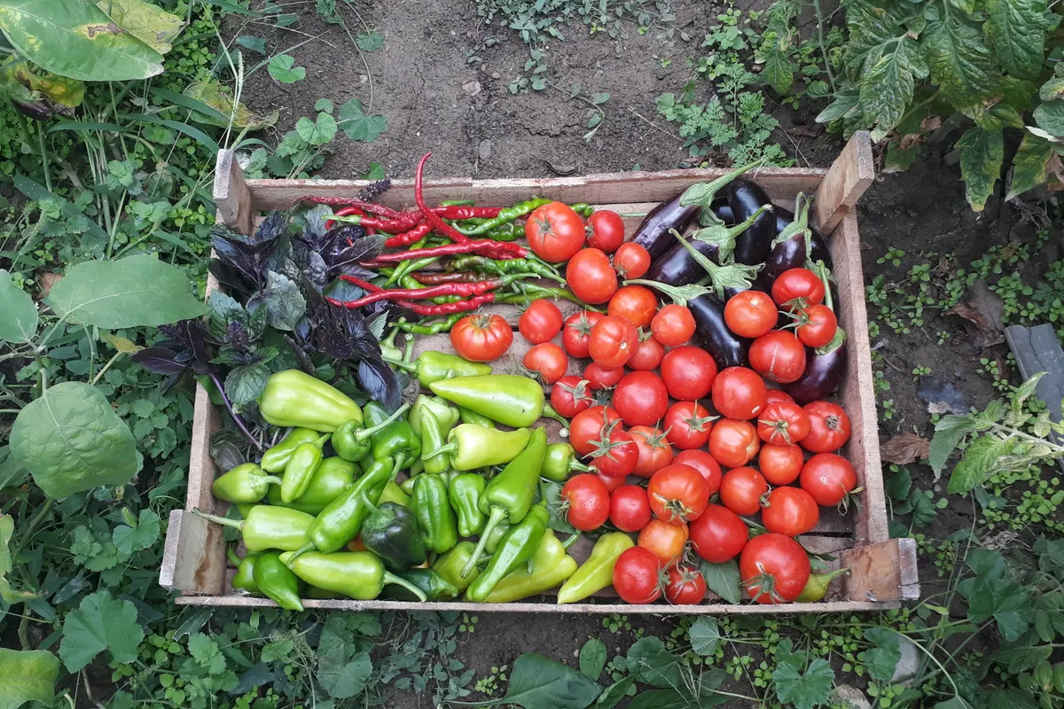 Récolte de légumes d'été dans une cagette en bois