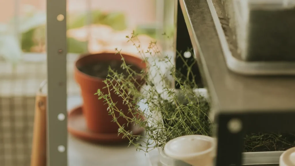 Herbes aromatiques cultivées en pots sur une étagère