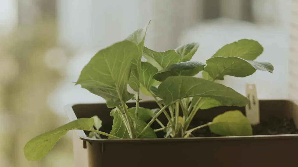 Jeunes pousses de légumes-feuilles cultivées en jardinière