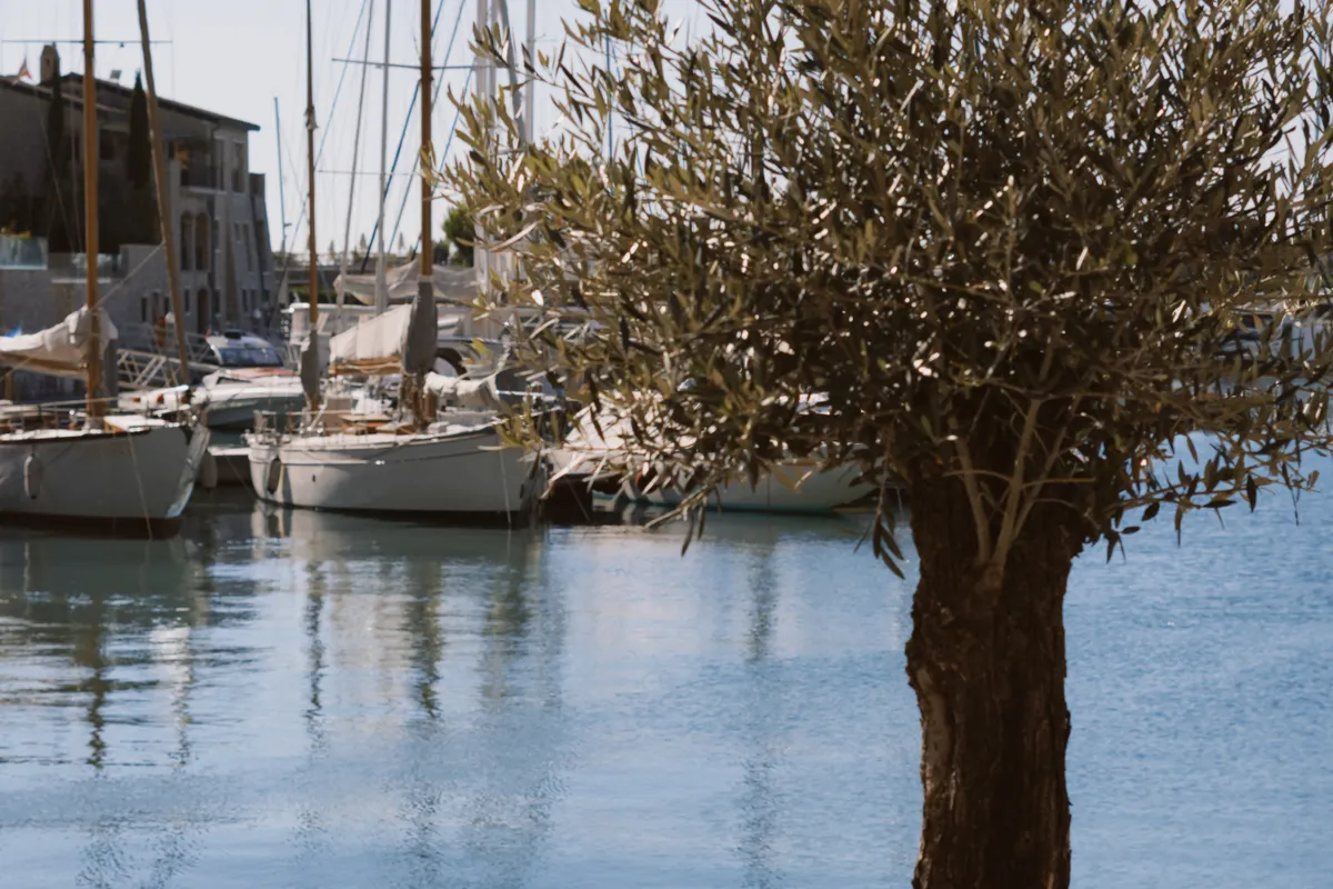 Olivier cultivé en grand pot sur une terrasse méditerranéenne au bord de l'eau