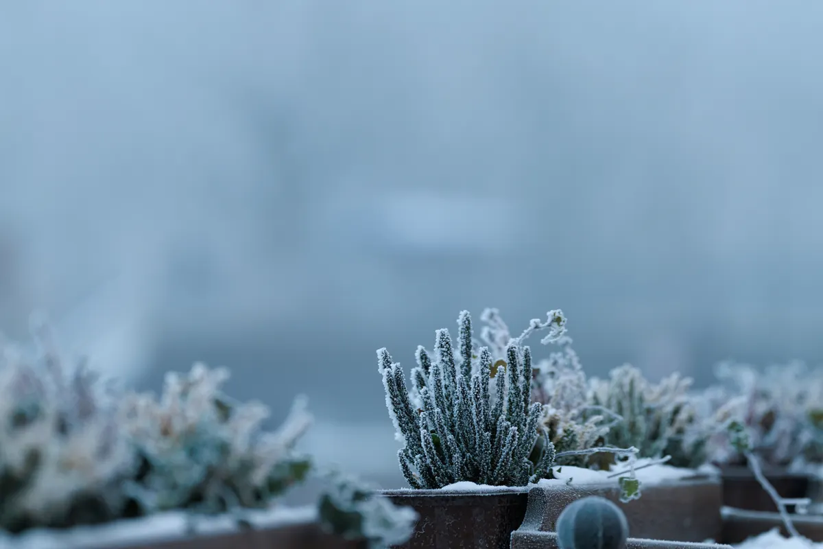 Jardinières de balcon couvertes de givre en hiver