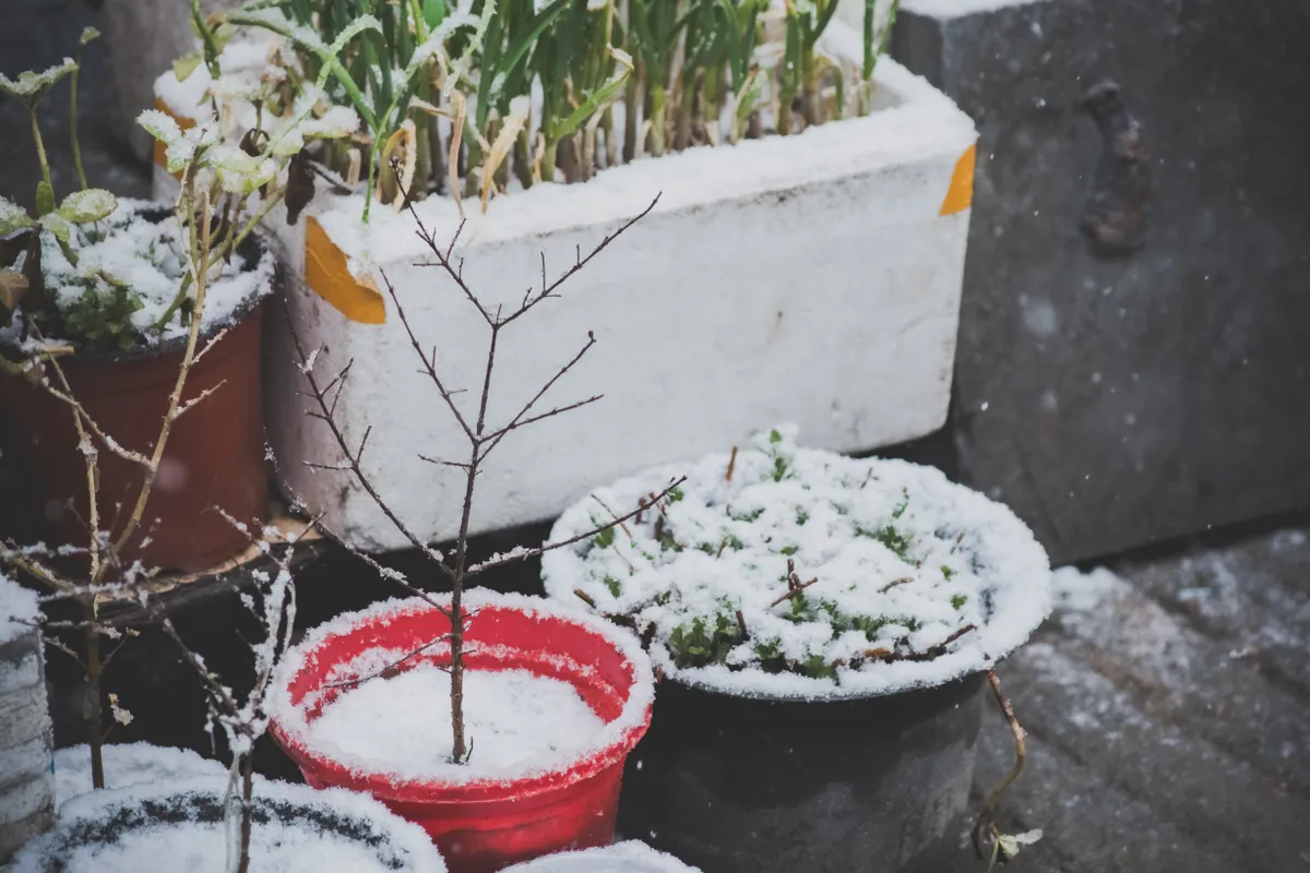 Plantes en pot recouvertes de neige