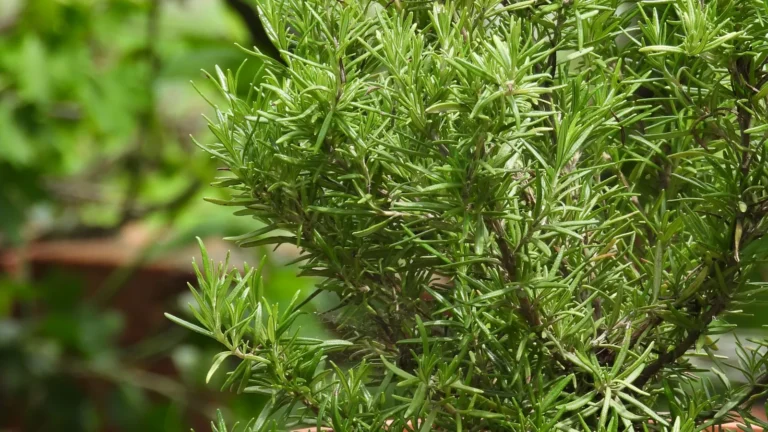 Aromatiques méditerranéennes en pot : romarin, thym, sauge et laurier sans se tromper