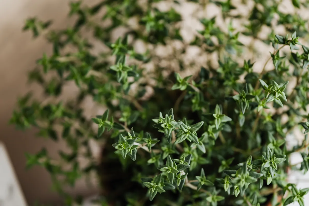 Thym frais dans un pot en céramique