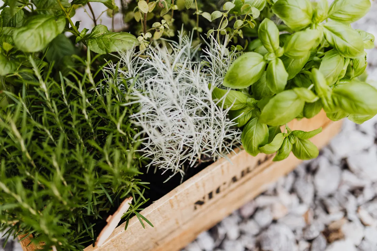 Plants d'herbes aromatiques cultivés dans une cagette en bois