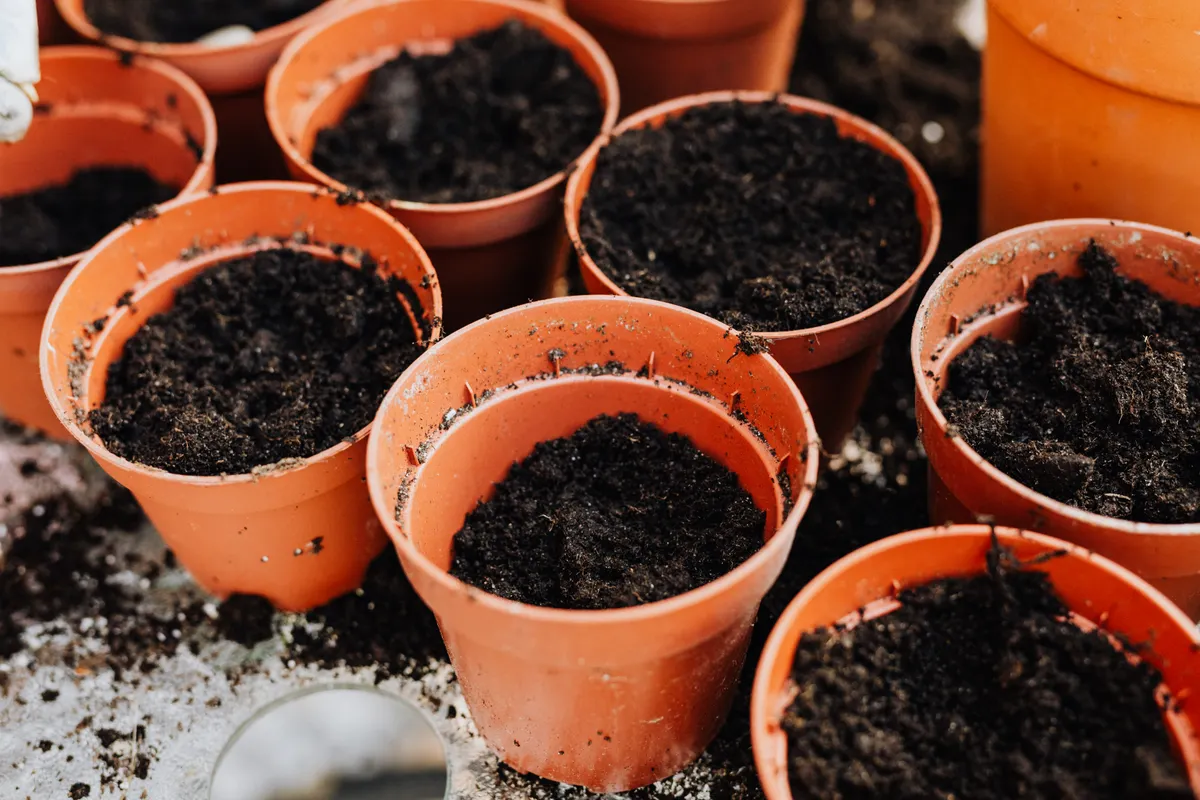 Pots en terre cuite alignés et remplis d'un mélange sombre prêt au rempotage