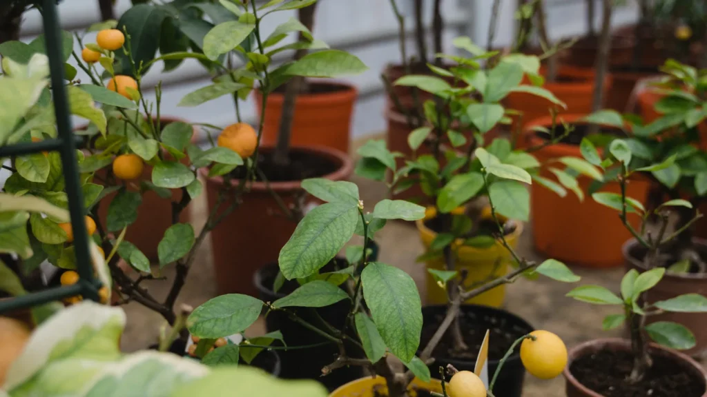 Petits arbres fruitiers en pot chargés d'agrumes jaunes