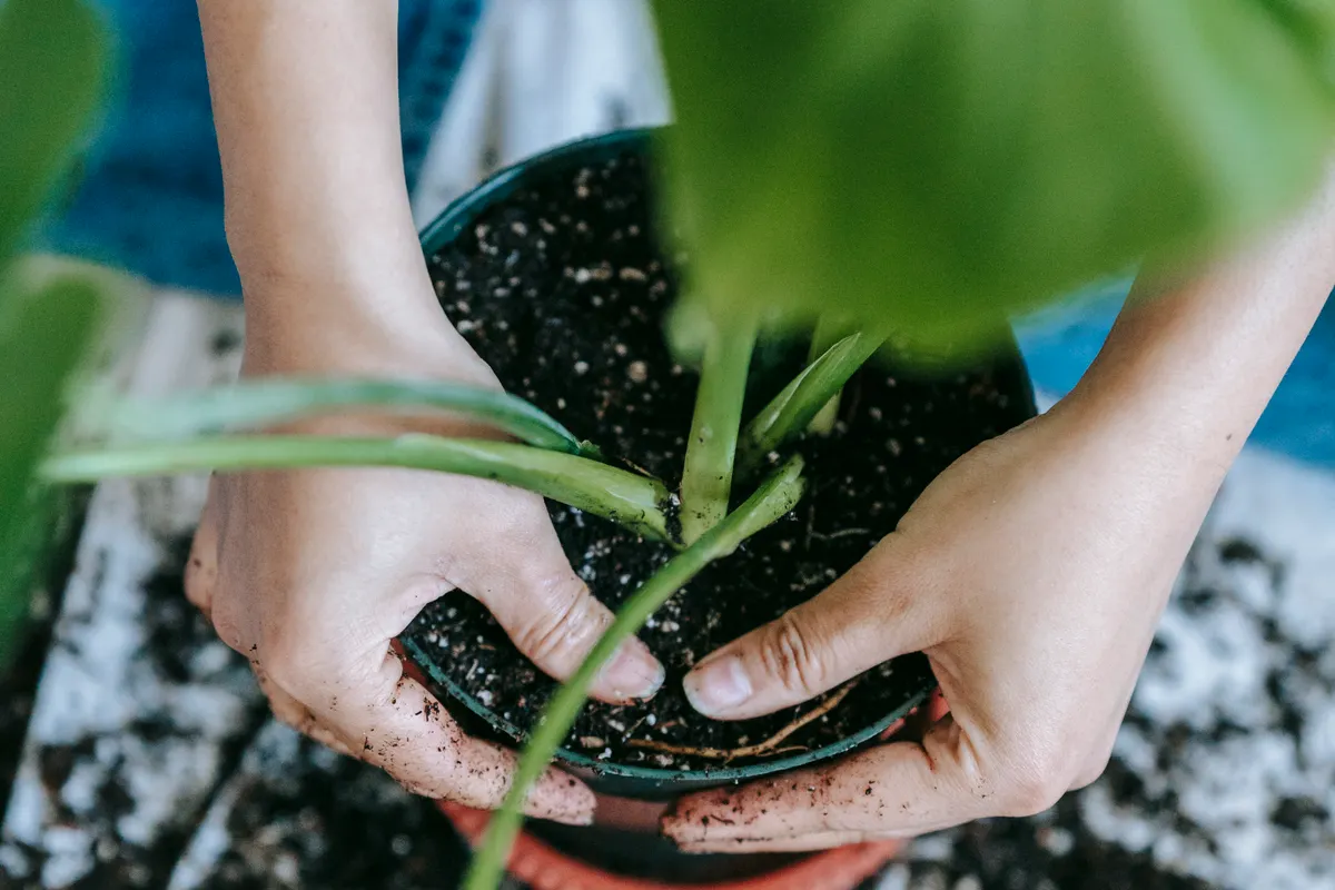 Rempotage d'une plante dans un pot neuf