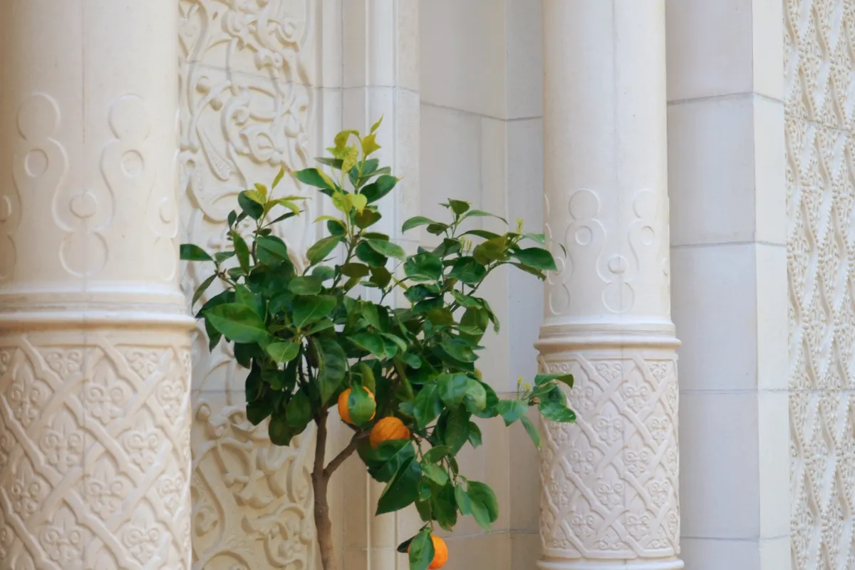Citronnier taillé en boule dans un pot en terre cuite blanche entre deux colonnes