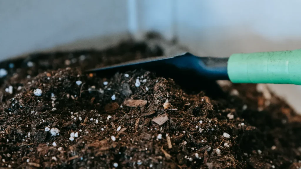 Compost mûr utilisé pour le rempotage d'une plante