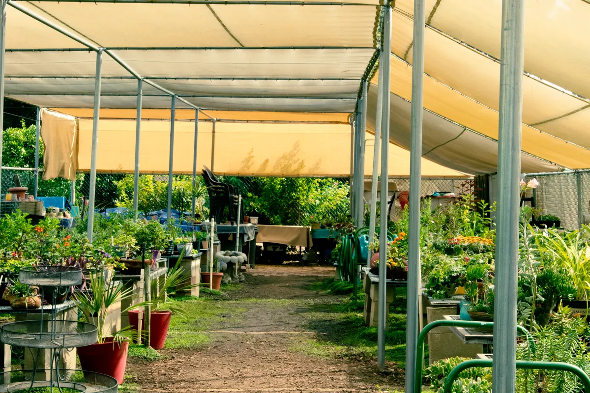 Plantes cultivées sous une serre lumineuse