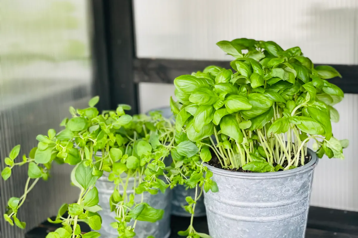 Plusieurs pots de basilic alignés sur une étagère