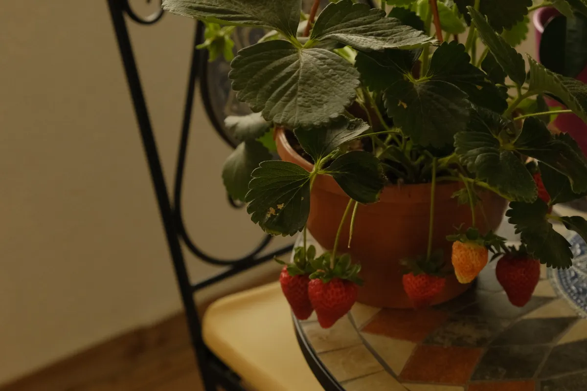 Fraisier en pot posé sur une chaise, fruits mûrs retombant sur le bord