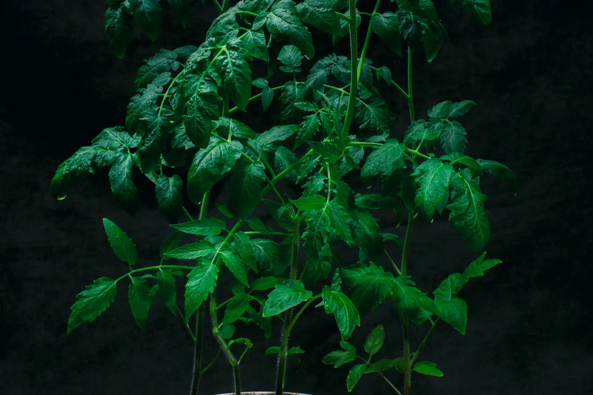 Plant de tomate chargé de fruits mûrs et de légumes frais