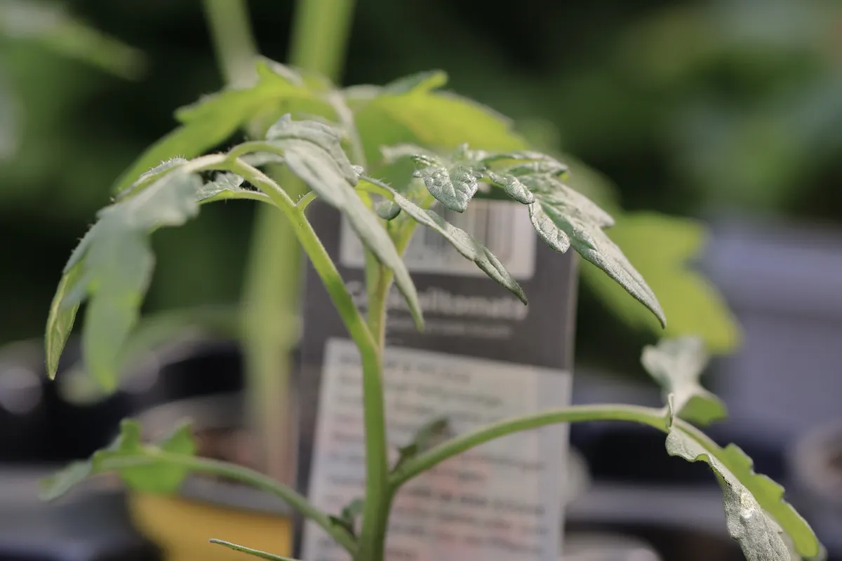 Jeune plant de tomate cultivé en pot à l'extérieur
