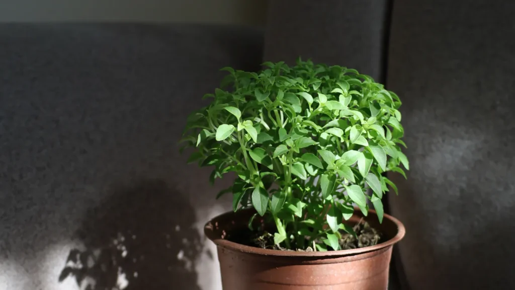 Basilic en pot : 7 gestes pour le garder vivant tout l’été