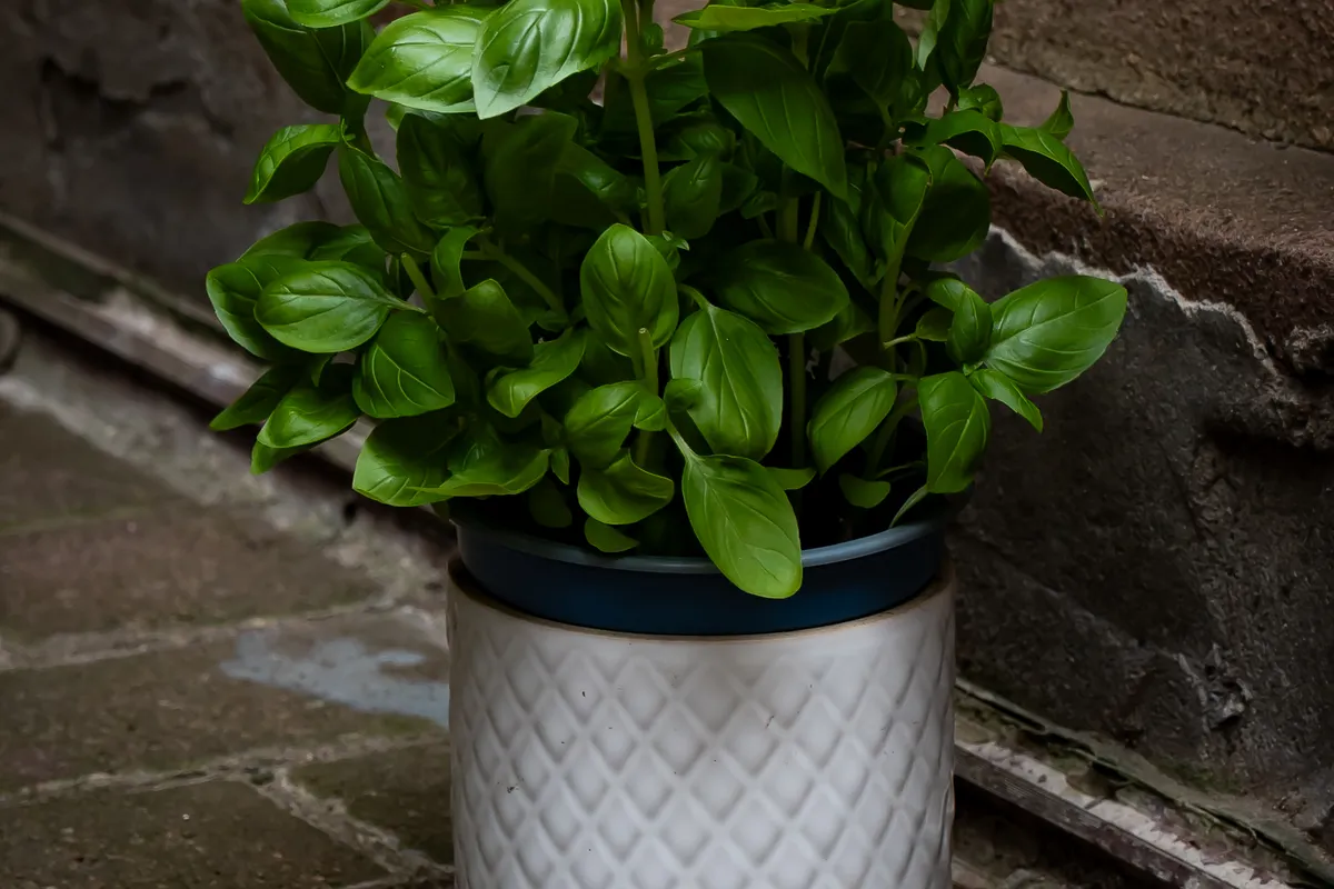 Pied de basilic dans un pot décoratif posé sur un dallage