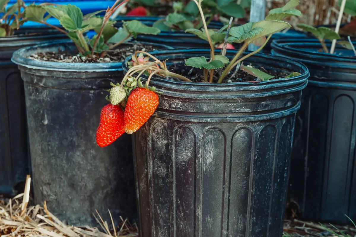 Fraises rouges fraîchement cueillies dans un seau noir