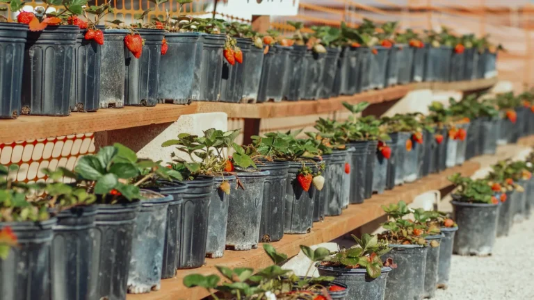 Fraisiers en pot : réussir ses fraises sur un balcon méditerranéen