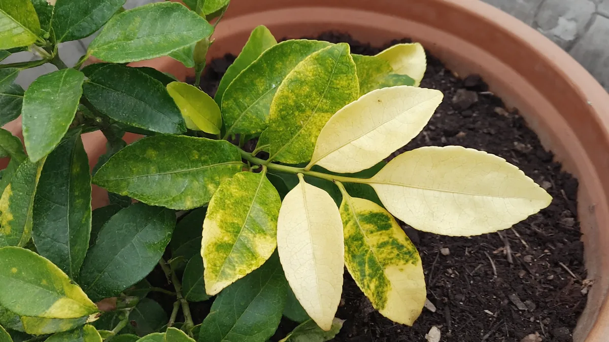 Feuilles de citronnier jaunies à côté de feuilles vert foncé, au-dessus du terreau d’un pot.