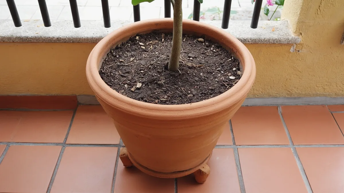 Jeune citronnier dans un grand pot en terre cuite surélevé sur des pieds de pot.