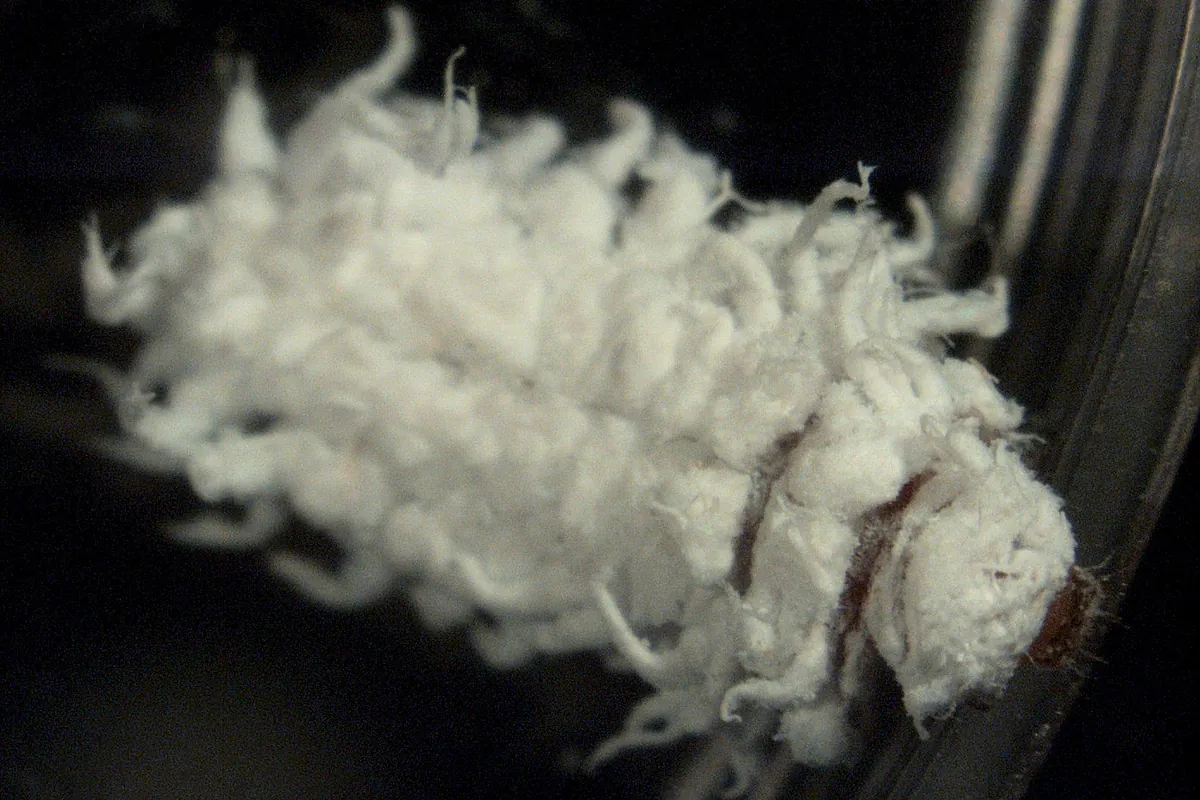 Larve de Cryptolaemus montrouzieri couverte de filaments cireux blancs