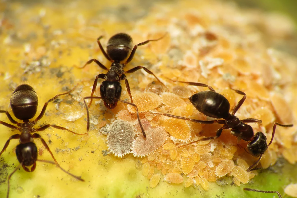 Trois fourmis noires parcourant une colonie de cochenilles sur un fruit d'agrume