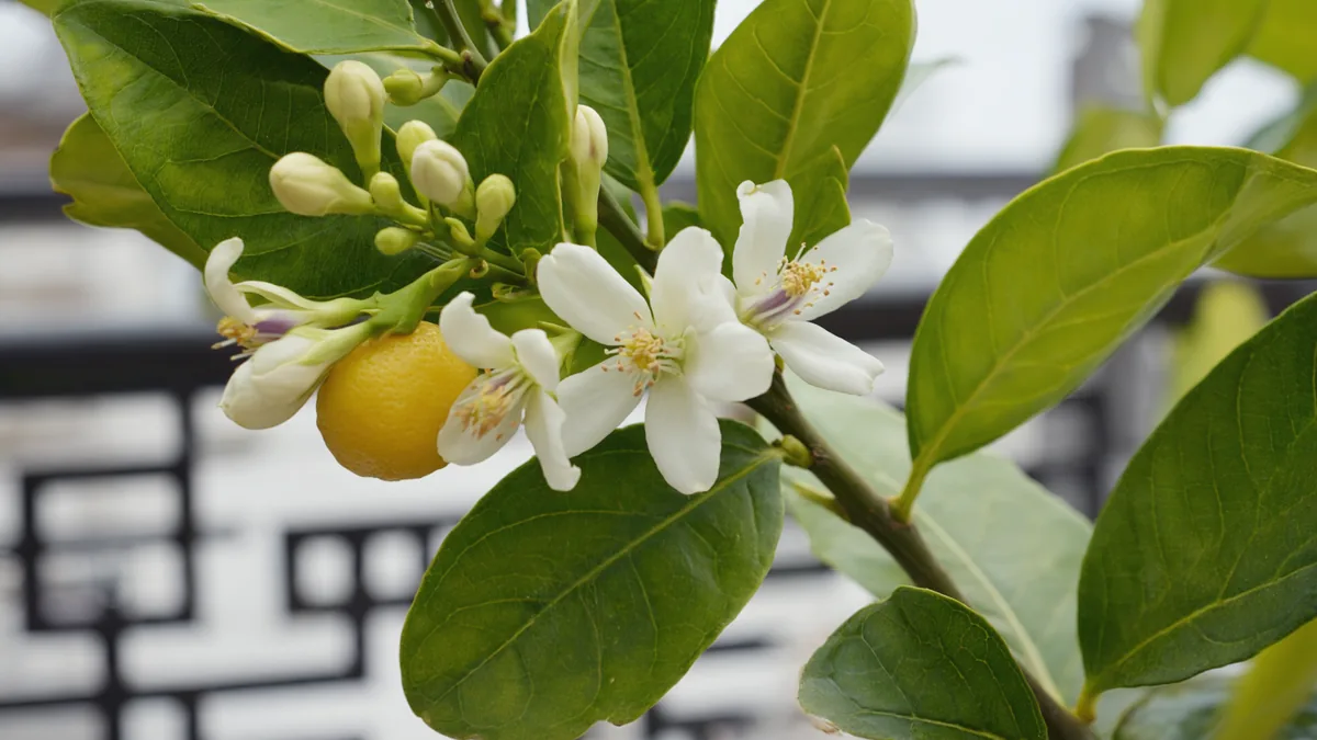 Rameau de citronnier portant des fleurs blanches, des boutons et un citron.