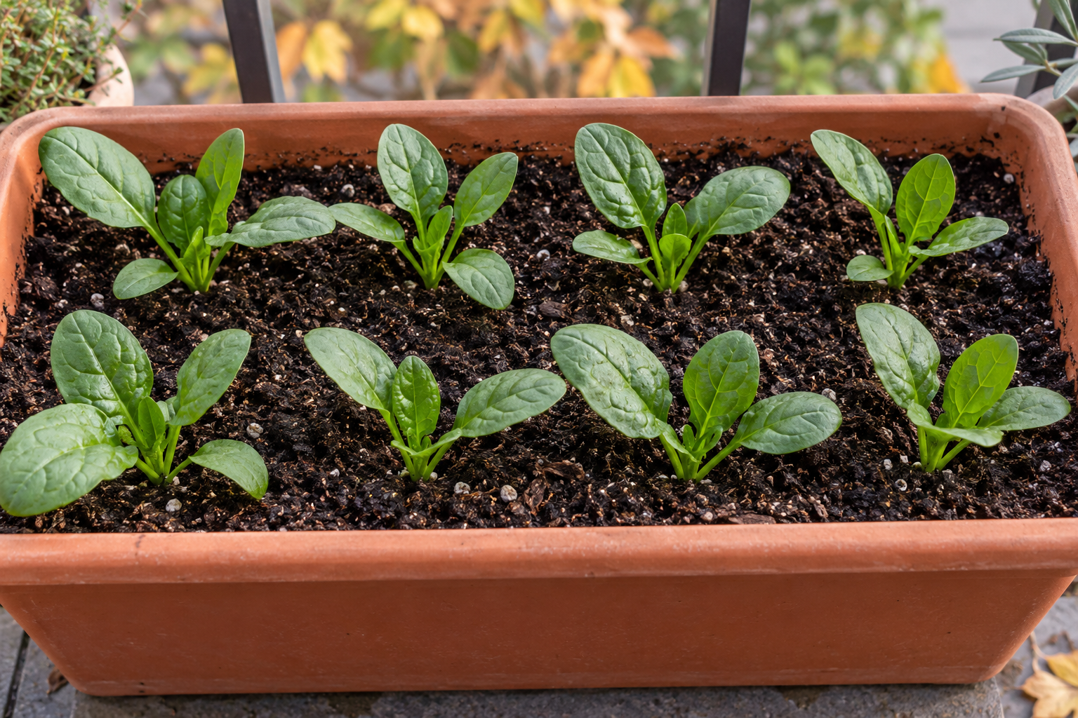 Jeunes plants d’épinard espacés dans un bac après éclaircissage.