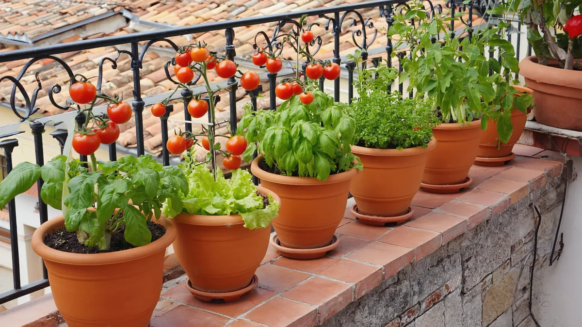 Tomates cerises, basilic et laitues en pots de terre cuite sur un balcon méditerranéen.