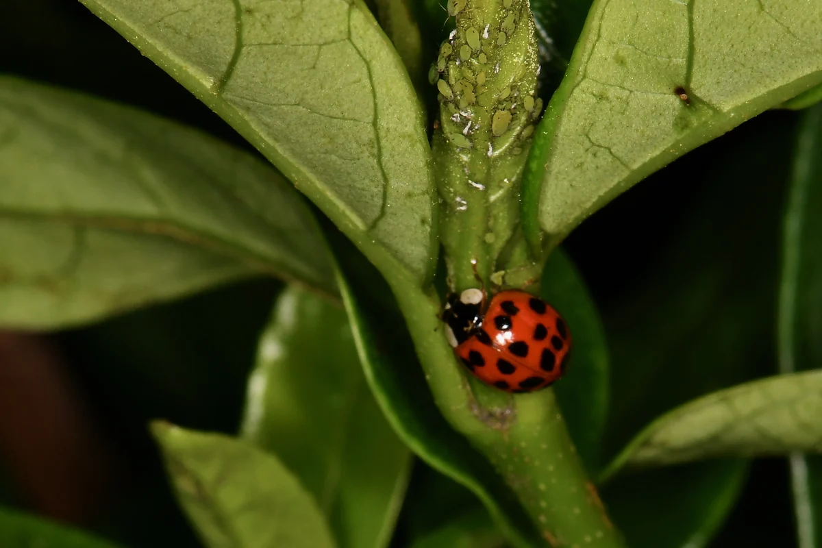 Coccinelle rouge sur une feuille verte, juste sous une colonie de pucerons clairs