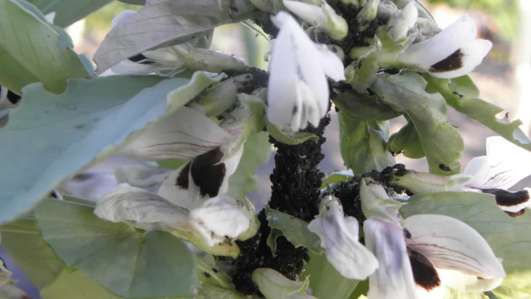 Pucerons des plantes en pot : 6 traitements naturels qui marchent