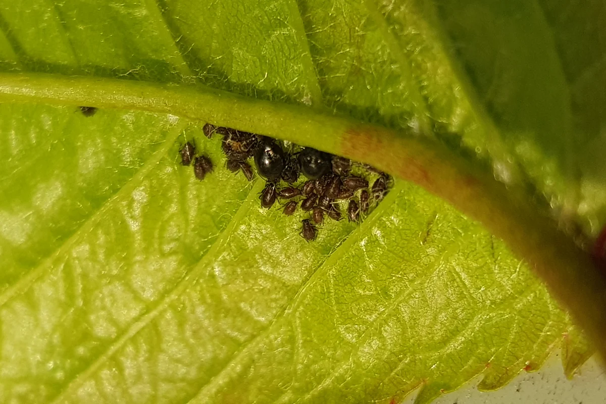 Pucerons noirs groupés sous une feuille dont le bord jaunit et s'enroule